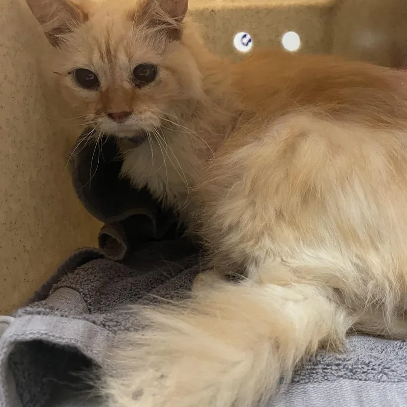 An adult medium-sized female Flame Point Domestic Medium Hair cat named Seattle for adoption in Pasadena, CA
