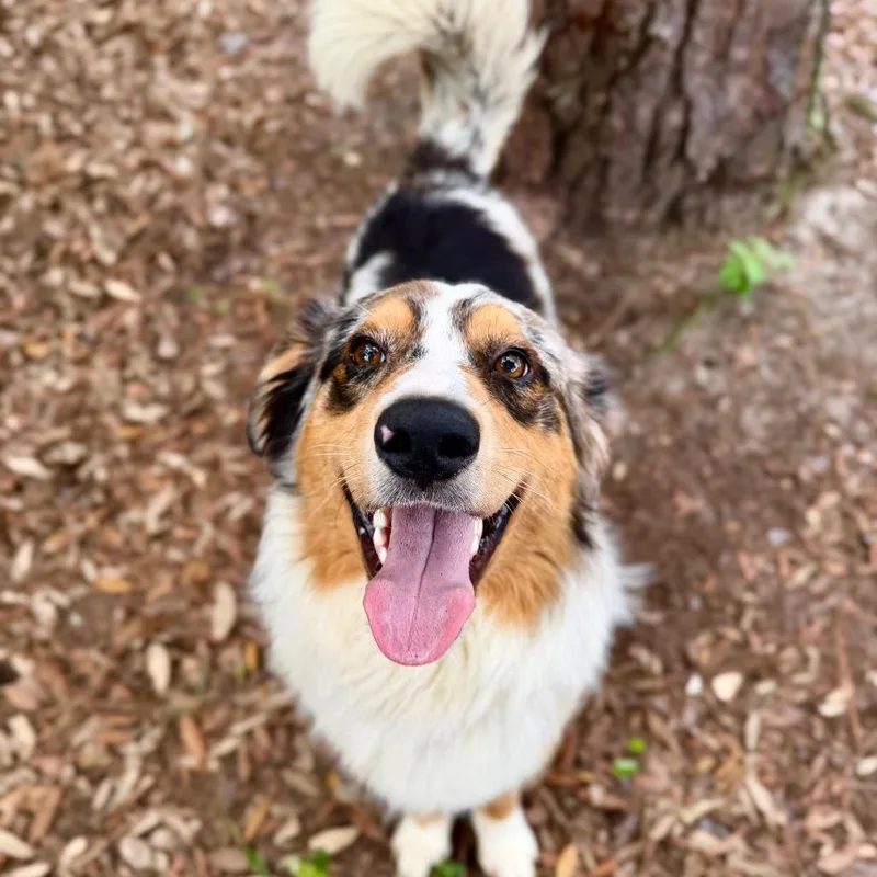 An adult medium-sized male Yellow / Tan / Blond / Fawn Mixed Breed dog named Archer for adoption in Milton, FL