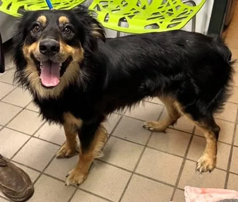 A young medium-sized male Black Australian Shepherd dog named Declan for adoption in Honeoye Falls, NY