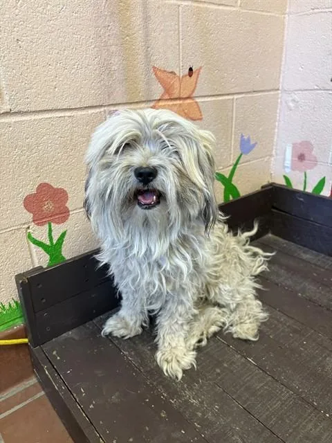 An adult small-sized male Maltese dog named Furby for adoption in Castaic, CA