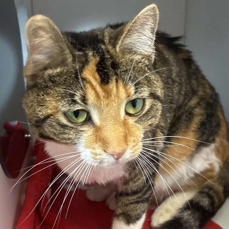 An adult small-sized female Torbie Domestic Short Hair cat named Bunnie for adoption in Uniontown, PA