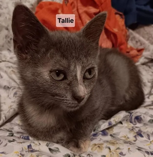 A baby small-sized female Domestic Short Hair cat named Tallie for adoption in Peoria, IL