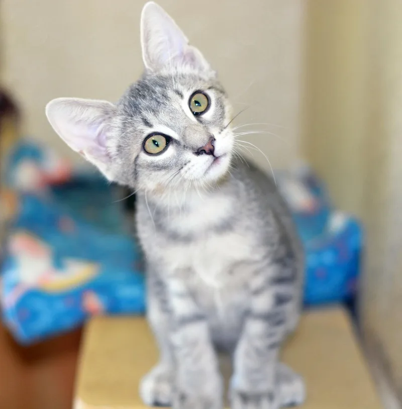A baby medium-sized male Tabby cat named Miny for adoption in San Clemente, CA