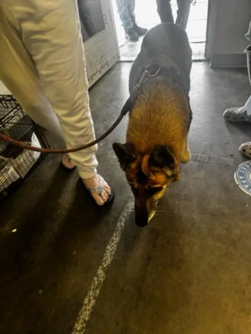 An adult large-sized female German Shepherd Dog dog named Lola for adoption in Los Angeles, CA