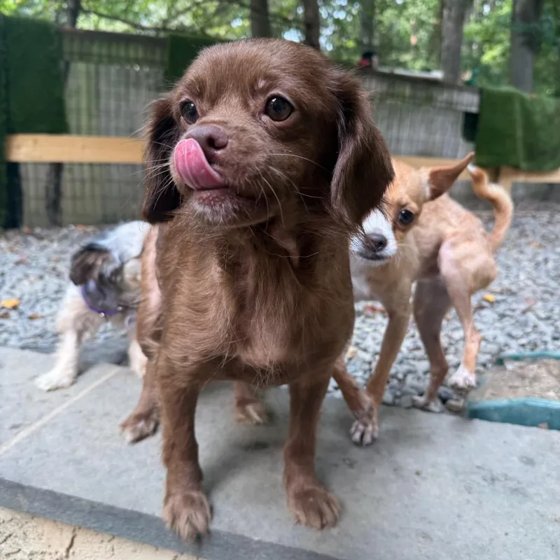 An adult small-sized female Brown / Chocolate Mixed Breed dog named Egg McMuffin for adoption in West Chester, PA