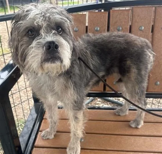 An adult large-sized female Cairn Terrier dog named Cheri for adoption in Tustin, CA