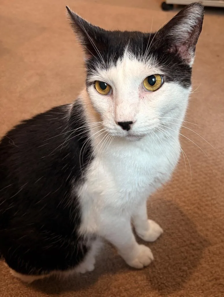 A senior large-sized male Domestic Short Hair cat named Lyndon for adoption in Spring, TX