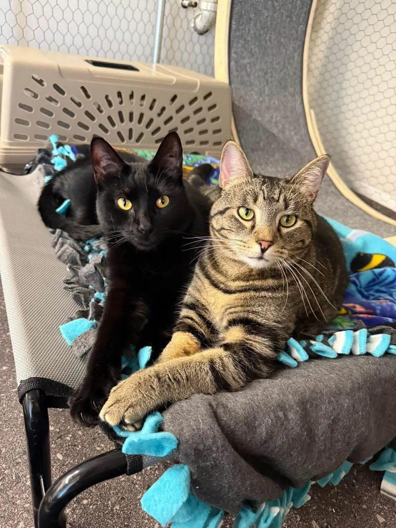 Larry & Curly