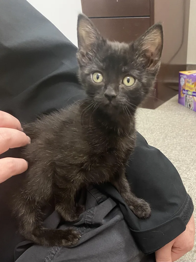 Bagheera