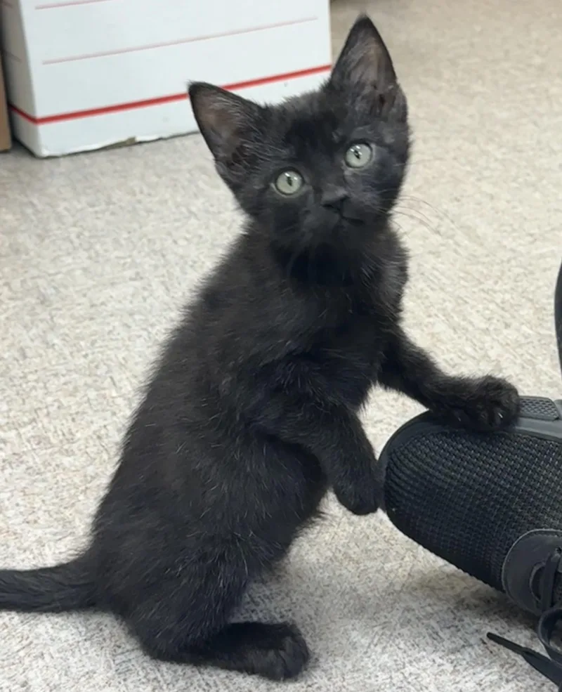 Bagheera thumbnail 2