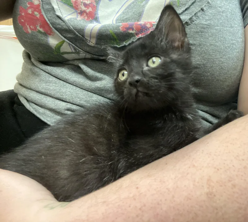 Bagheera thumbnail 4