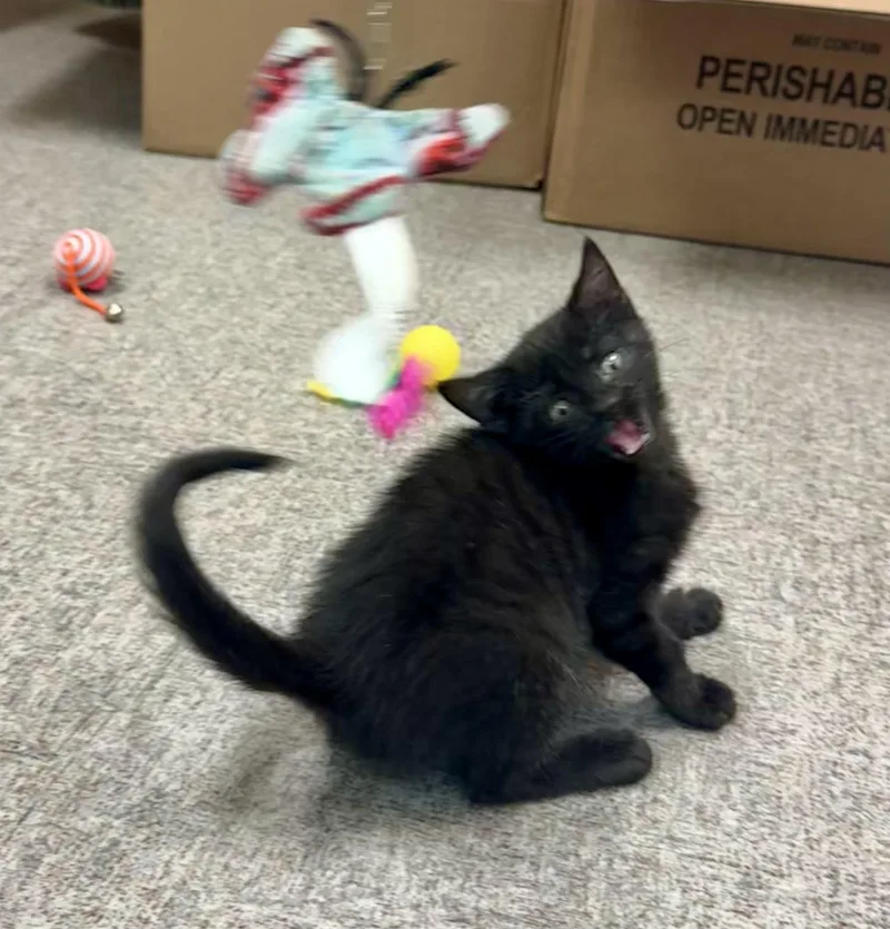 Bagheera thumbnail 5