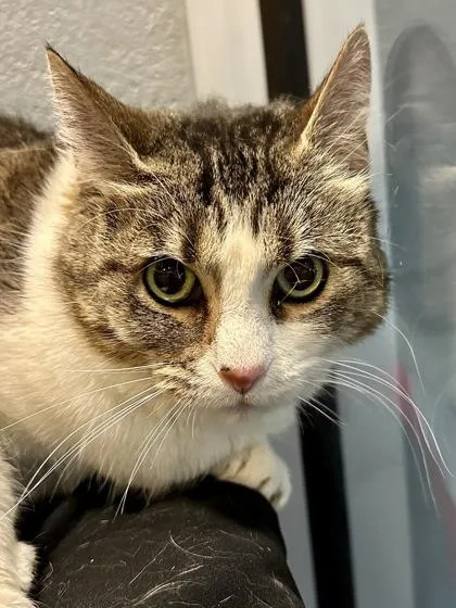 A senior extra large-sized female White Domestic Short Hair cat named Laverne for adoption in Wichita, KS