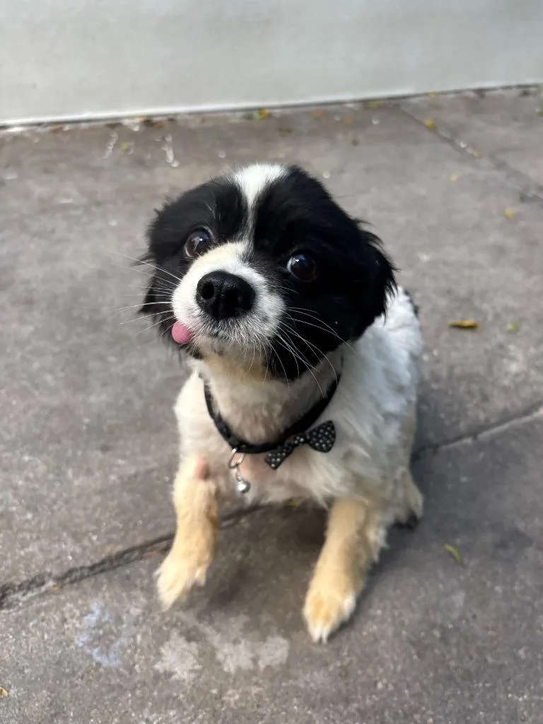 An adult small-sized male Pomeranian dog named Mango for adoption in Los Angeles, CA