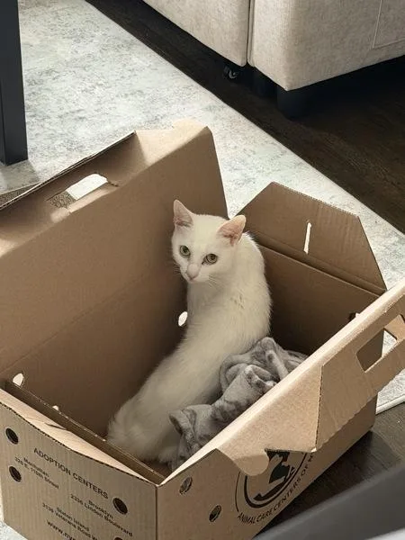 An adult small-sized female Domestic Short Hair cat named Snow for adoption in Ridgewood, NY