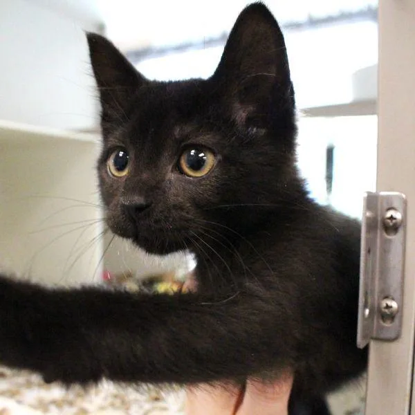 A baby small-sized female Domestic Short Hair cat named Cleo for adoption in Des Moines, IA