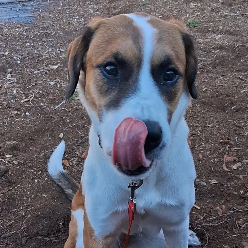 Snickers thumbnail 2