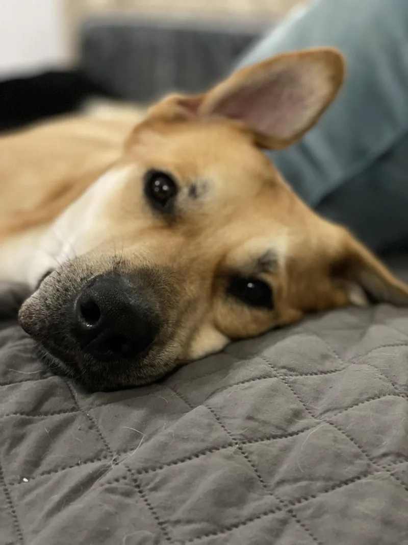 Diesel