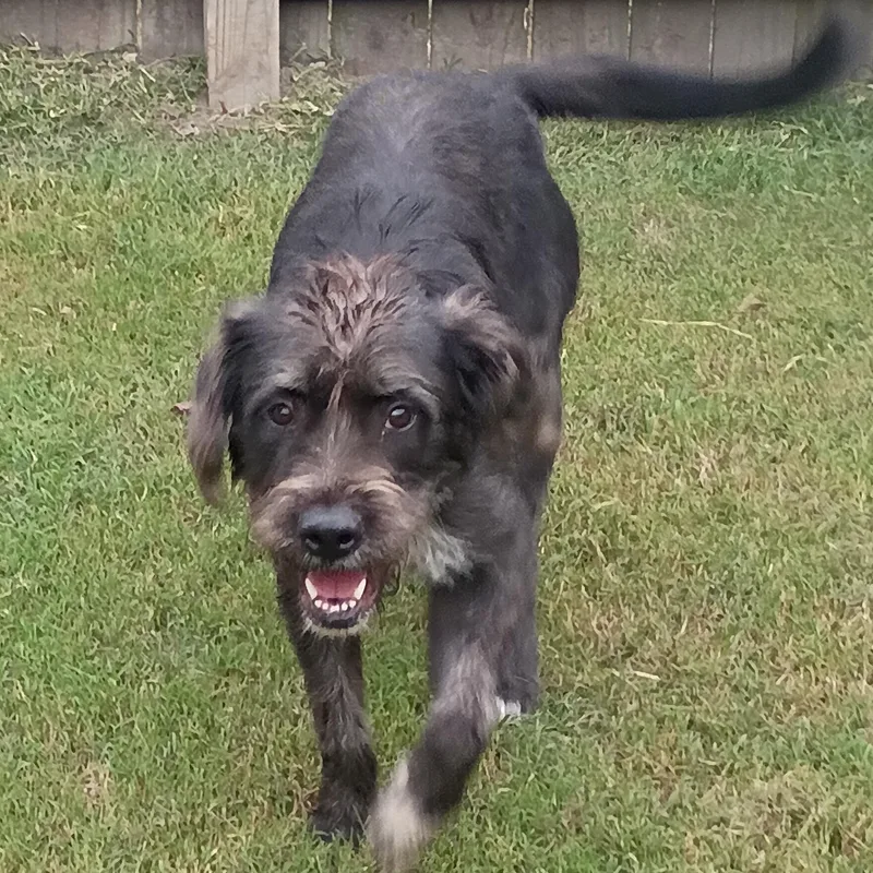 A young medium-sized female Poodle dog named Stella for adoption in Salisbury, MD