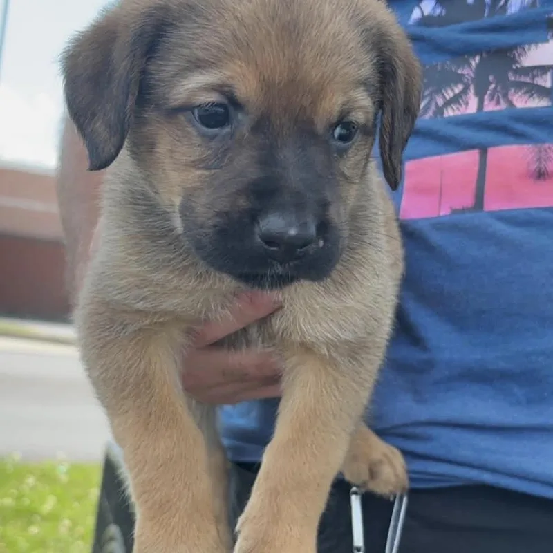 WV Puppy Shelia