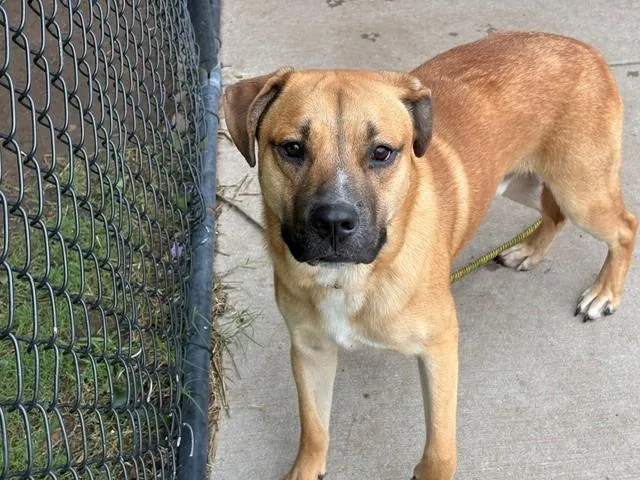 A young large-sized male German Shepherd Dog dog named Shug for adoption in Tulsa, OK