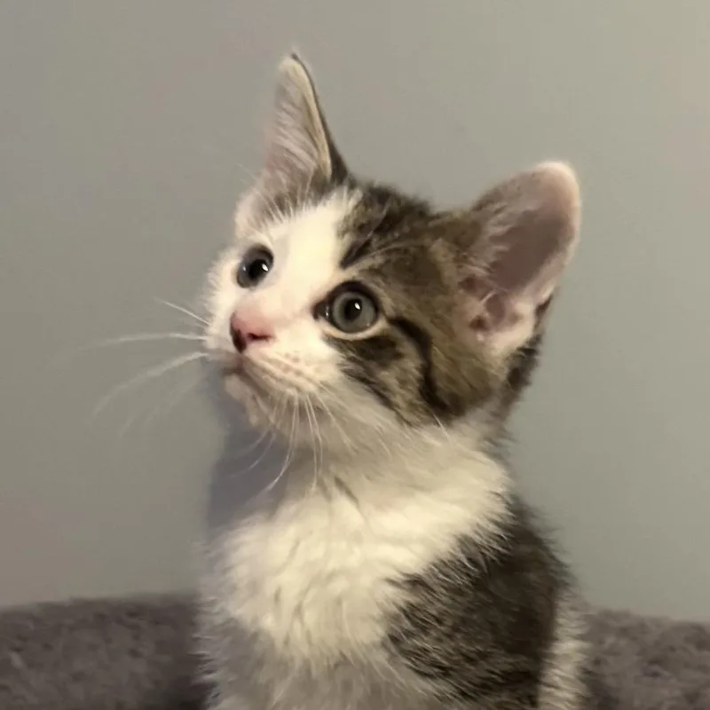 A baby small-sized male Black Domestic Short Hair cat named Basket for adoption in Washington Township, OH