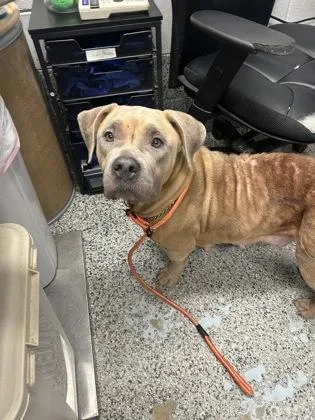 An adult large-sized female Mixed Breed dog named Daytona for adoption in West Chester, PA
