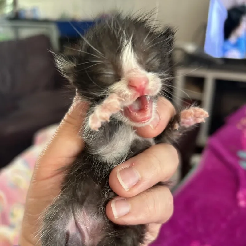 A baby medium-sized male Domestic Short Hair cat named Riff for adoption in Belton, MO