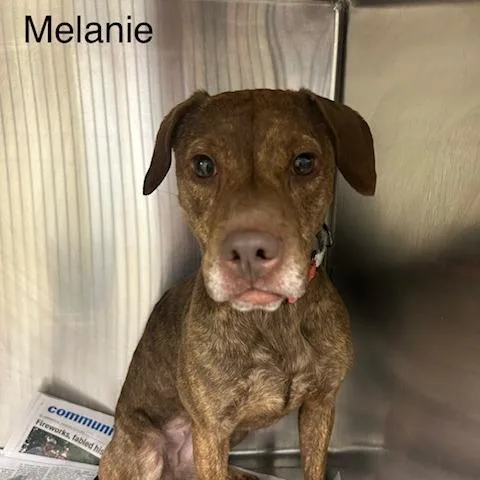 Melanie