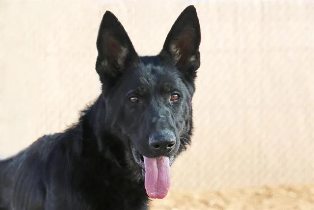 An adult large-sized male German Shepherd Dog dog named Shadow for adoption in Albuquerque, NM
