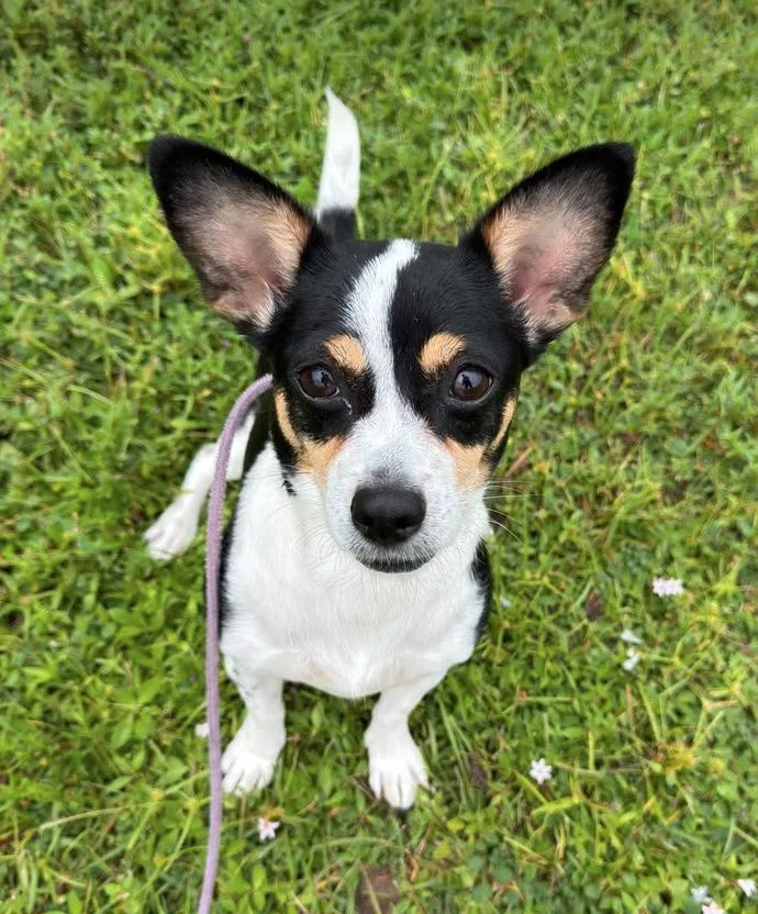 An adult small-sized female Chihuahua dog named Jackie for adoption in Osteen, FL