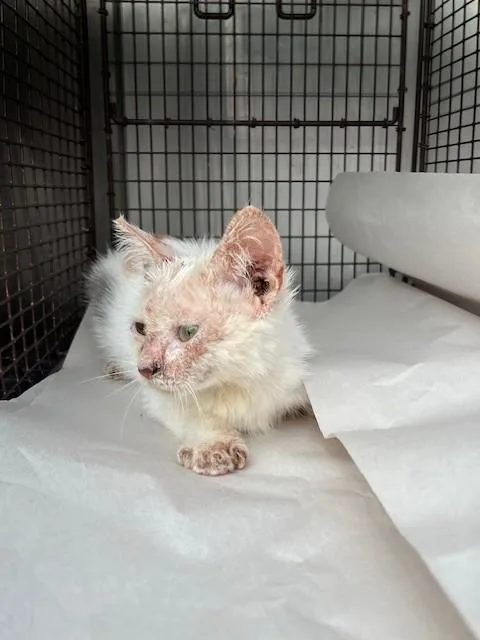 A baby small-sized female Domestic Short Hair cat named Jitty for adoption in Miami, FL