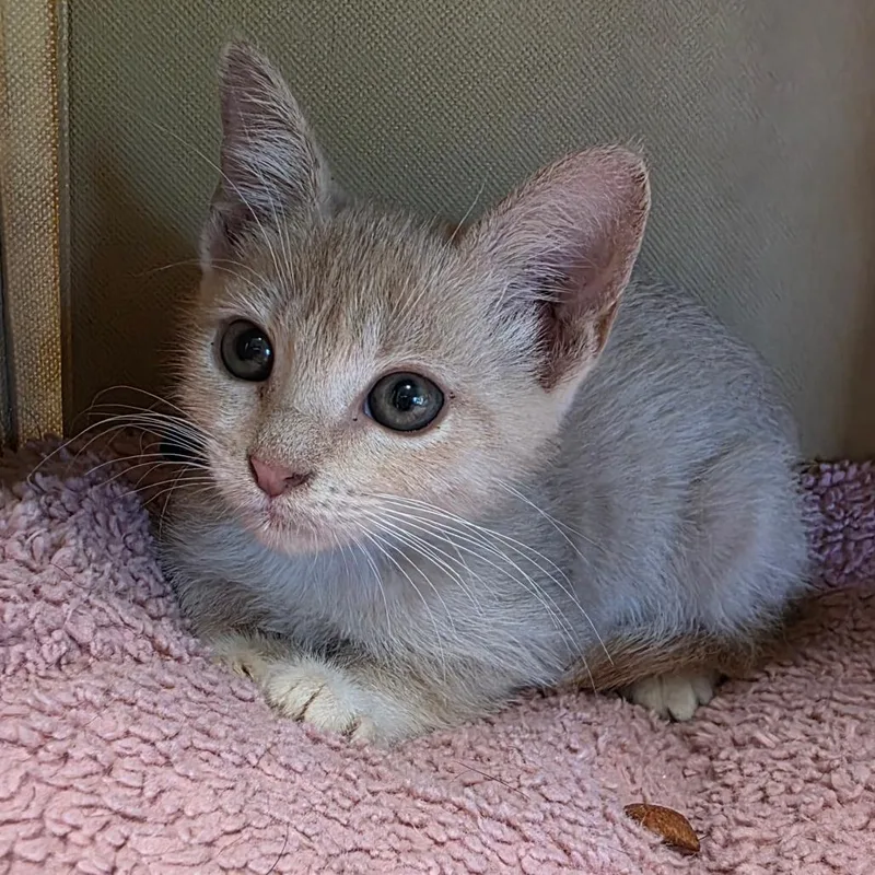 A baby medium-sized male Cream / Ivory Domestic Short Hair cat named Sand for adoption in Wiggins, MS