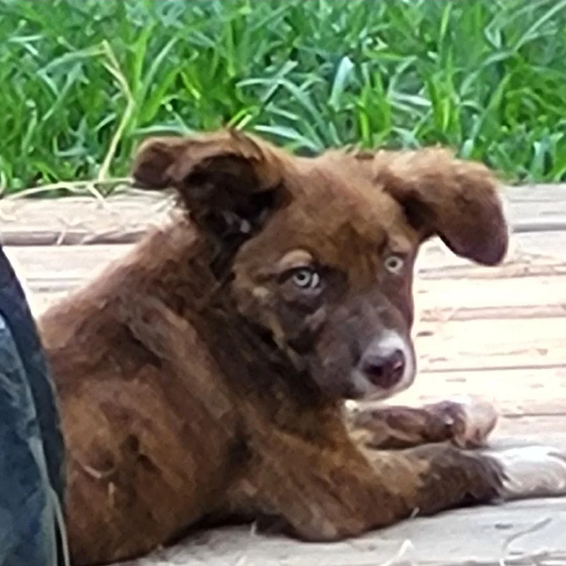 A baby small-sized female Brown / Chocolate Catahoula Leopard Dog dog named Robin for adoption in CUMMING, GA