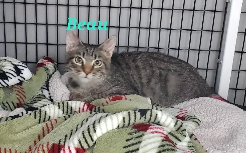 A young medium-sized male Domestic Short Hair cat named Beau for adoption in Diamond Springs, CA