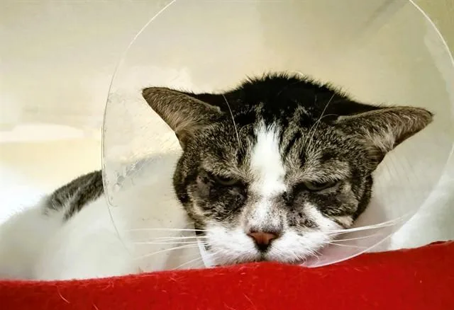 An adult medium-sized female Domestic Short Hair cat named Cutie for adoption in Fort Lauderdale, FL