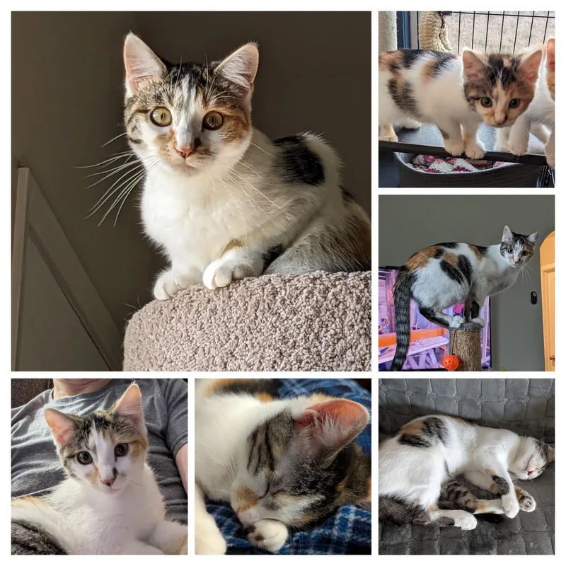 A young small-sized female White Domestic Short Hair cat named Mokey for adoption in Broken Arrow, OK