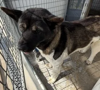 A young large-sized female Akita dog named Sora for adoption in Lathrop, CA