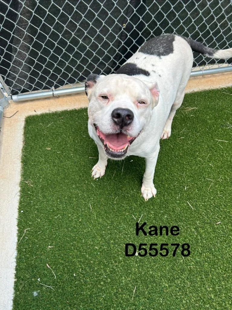 Kane