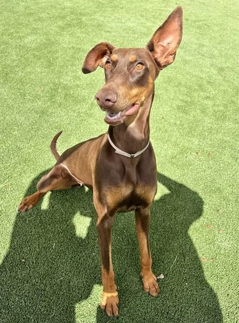 A young large-sized female Doberman Pinscher dog named Sierra for adoption in Castaic, CA