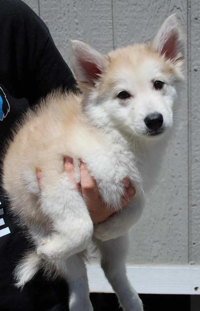 A baby medium-sized female Shepherd dog named Juniper for adoption in Vacaville, CA