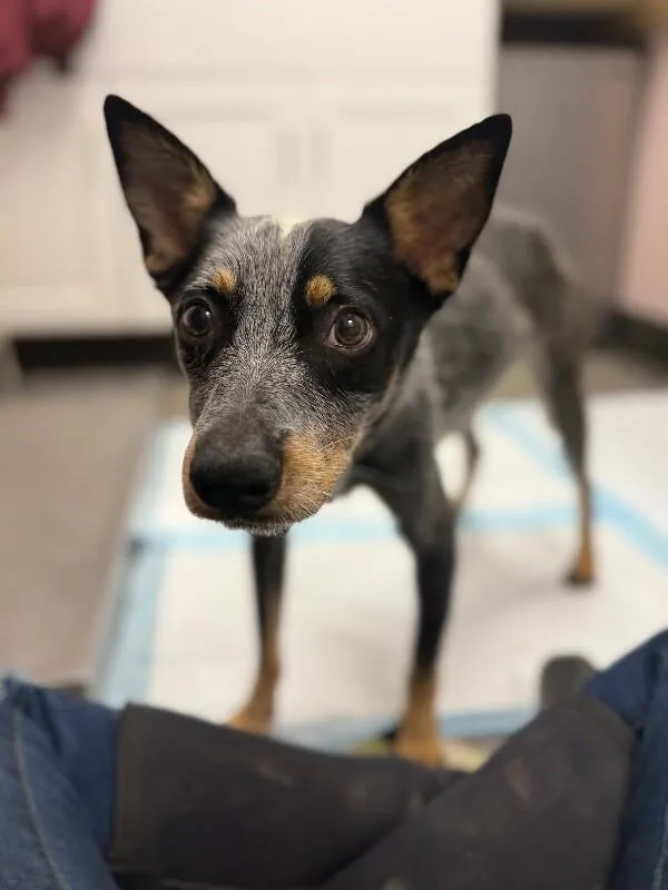 An adult medium-sized male Gray / Blue / Silver Mixed Breed dog named Skuse for adoption in Osseo, MI