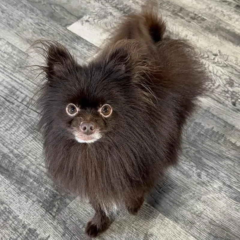 Gizzy
