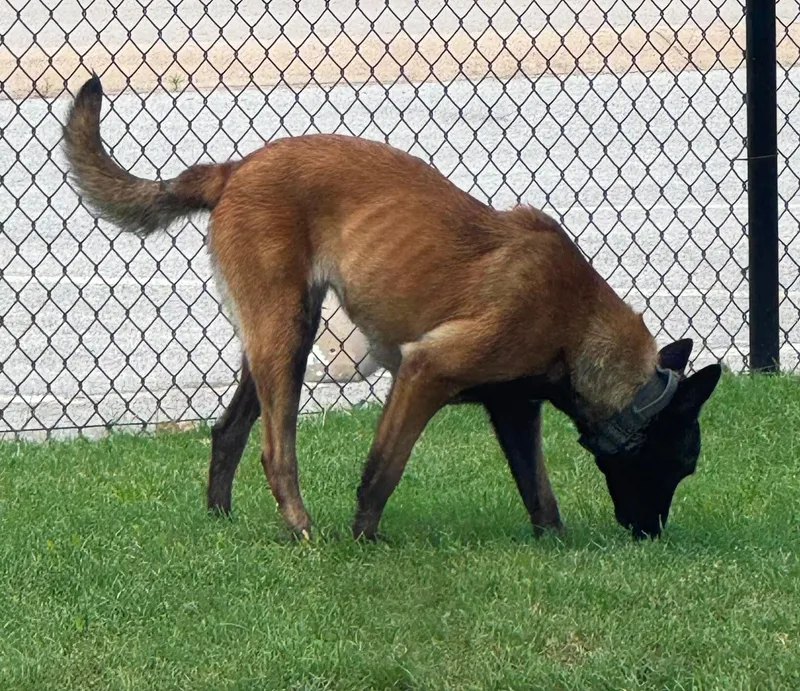 An adult large-sized female Belgian Shepherd / Malinois dog named Dutchess for adoption in Houston , TX