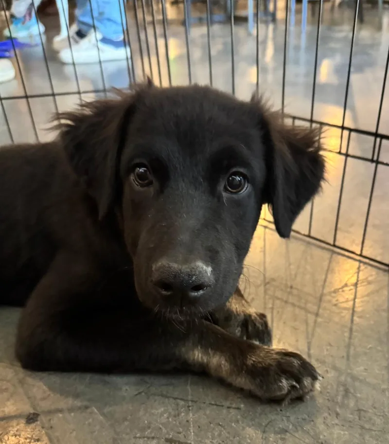 A baby medium-sized male Border Collie dog named Dorian for adoption in Holly Springs, NC