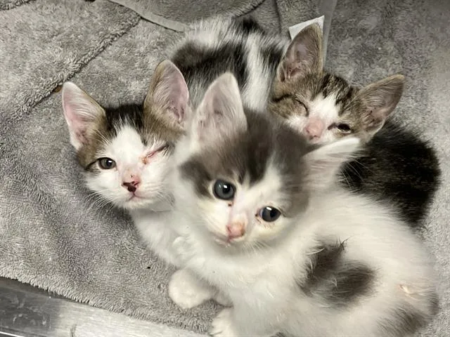 A baby small-sized female Domestic Short Hair cat named Tulla for adoption in Tustin, CA