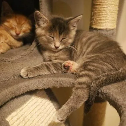A baby small-sized female Gray / Blue / Silver Domestic Short Hair cat named Kat for adoption in Rochester, MN