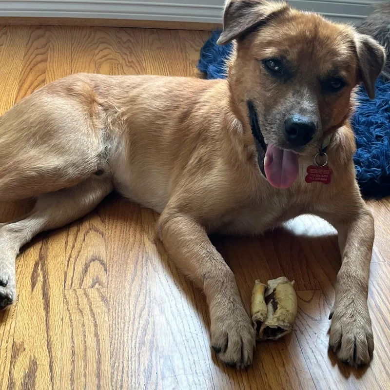 A young medium-sized male Retriever dog named Loving Kind Morgan for adoption in Houston, TX