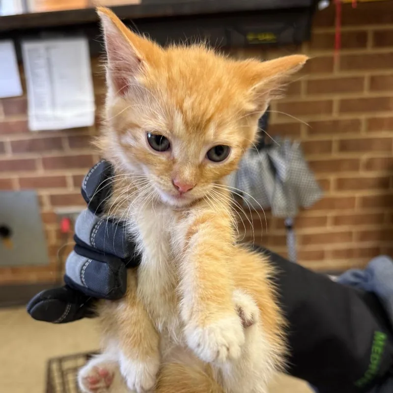 A baby small-sized female Orange / Red Domestic Short Hair cat named Mollie for adoption in Birmingham, AL