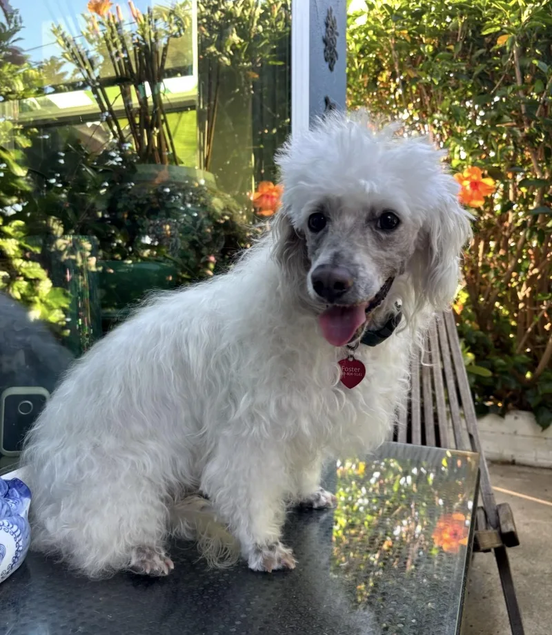 Elf thumbnail 2